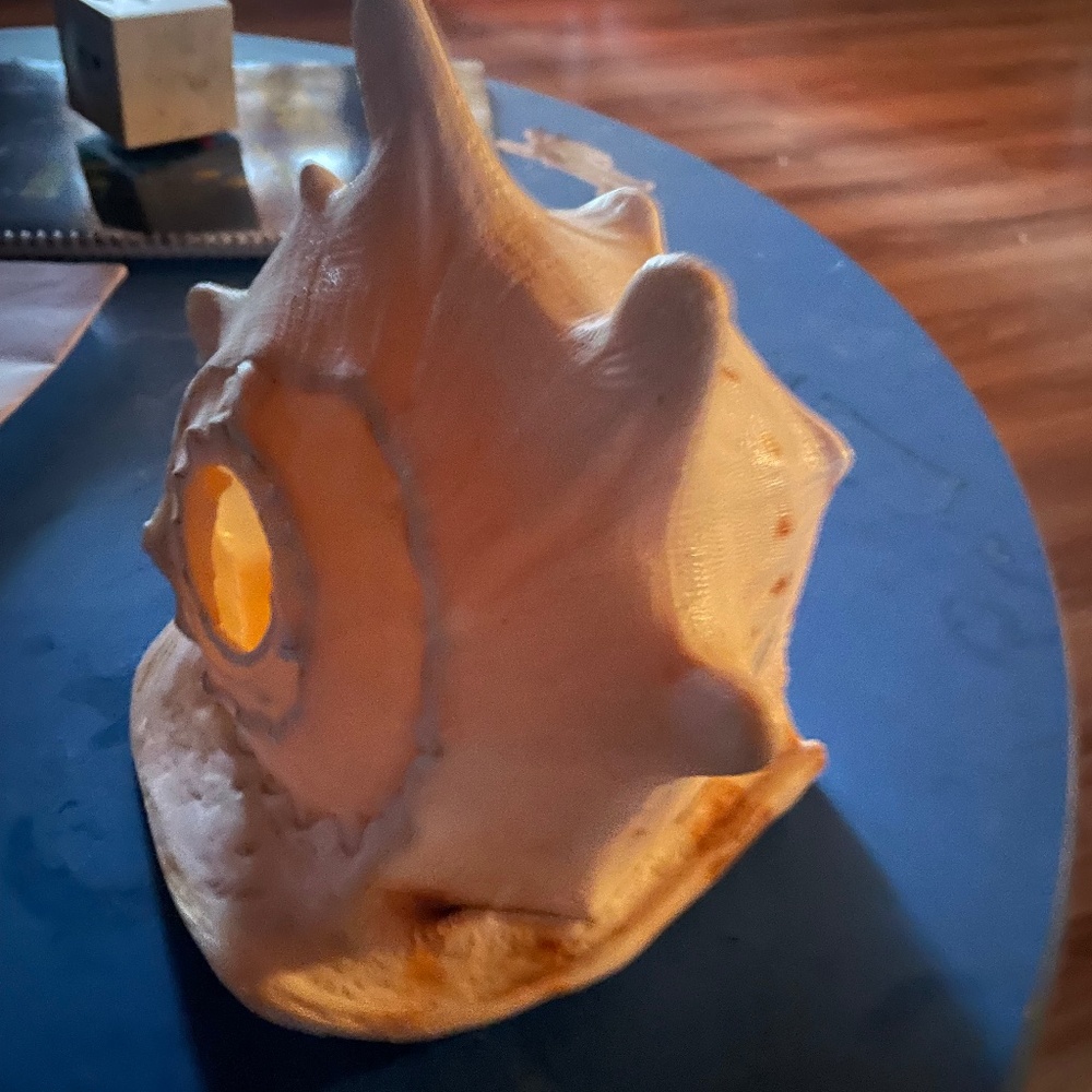 Large Queen Horned Conch Shell